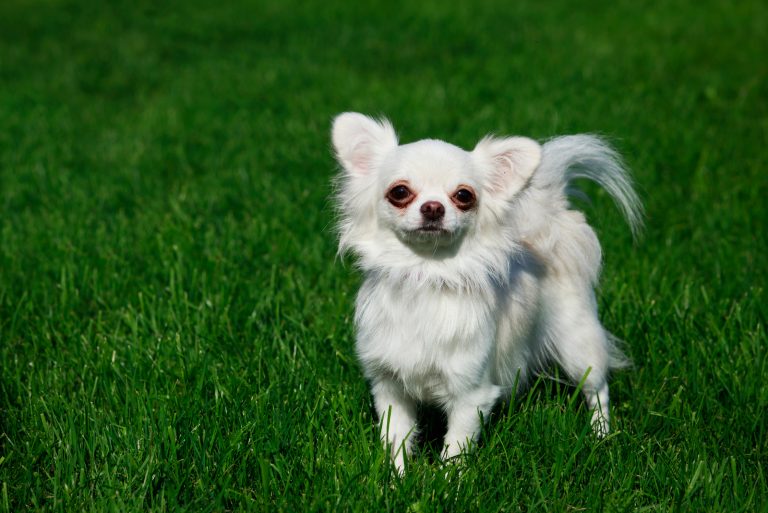Dog breed chihuahua on a background of green grass