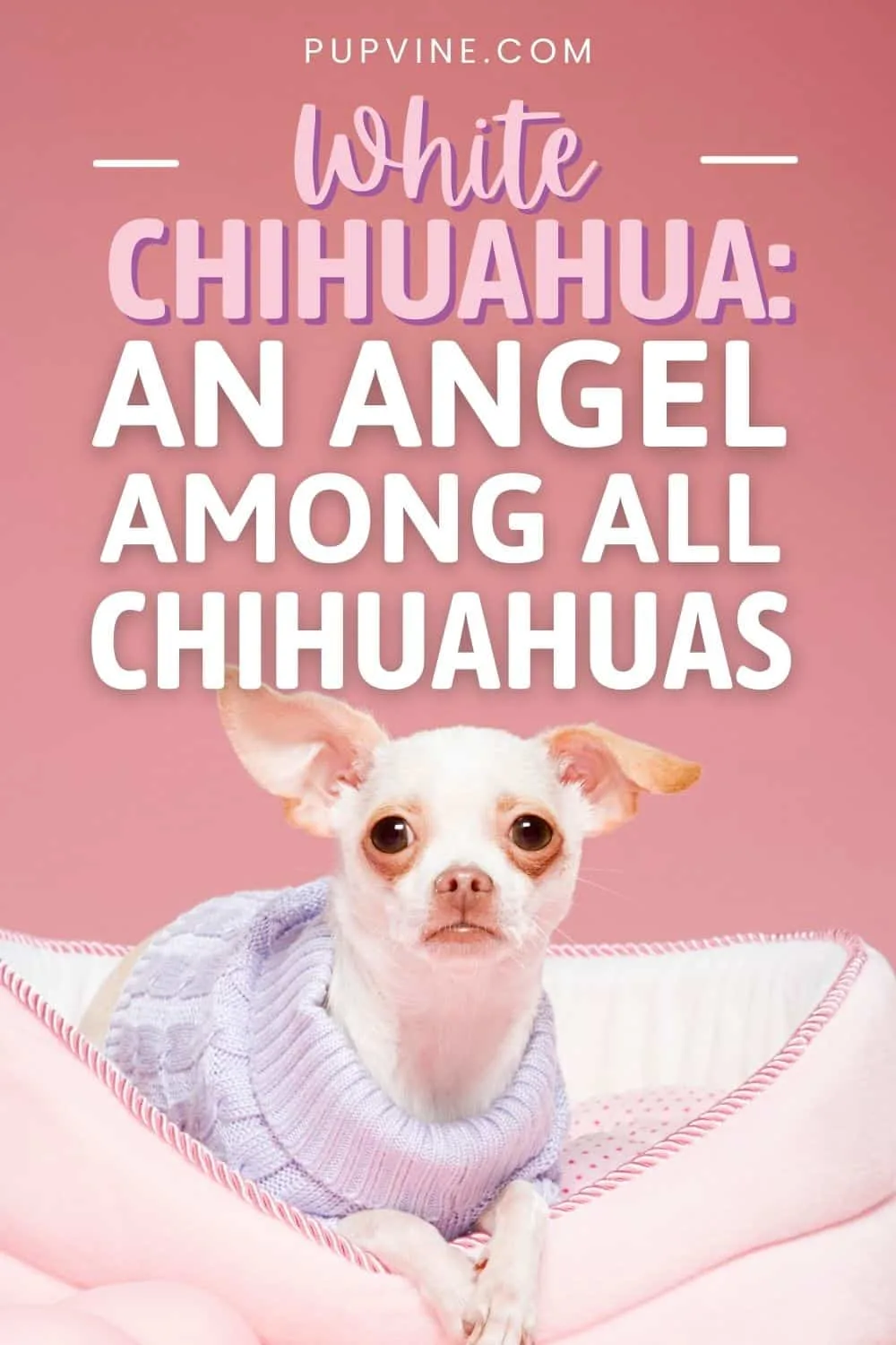 White Chihuahua An Angel Among All Chihuahuas