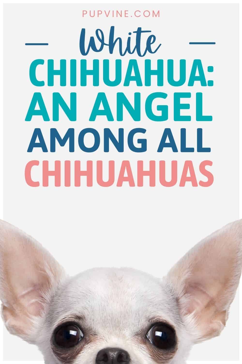 White Chihuahua An Angel Among All Chihuahuas