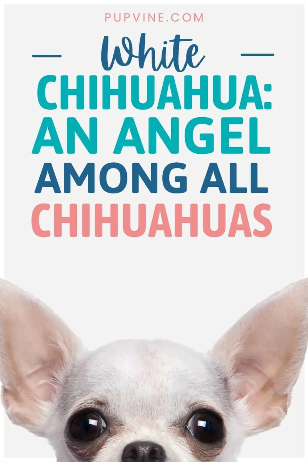 White Chihuahua An Angel Among All Chihuahuas