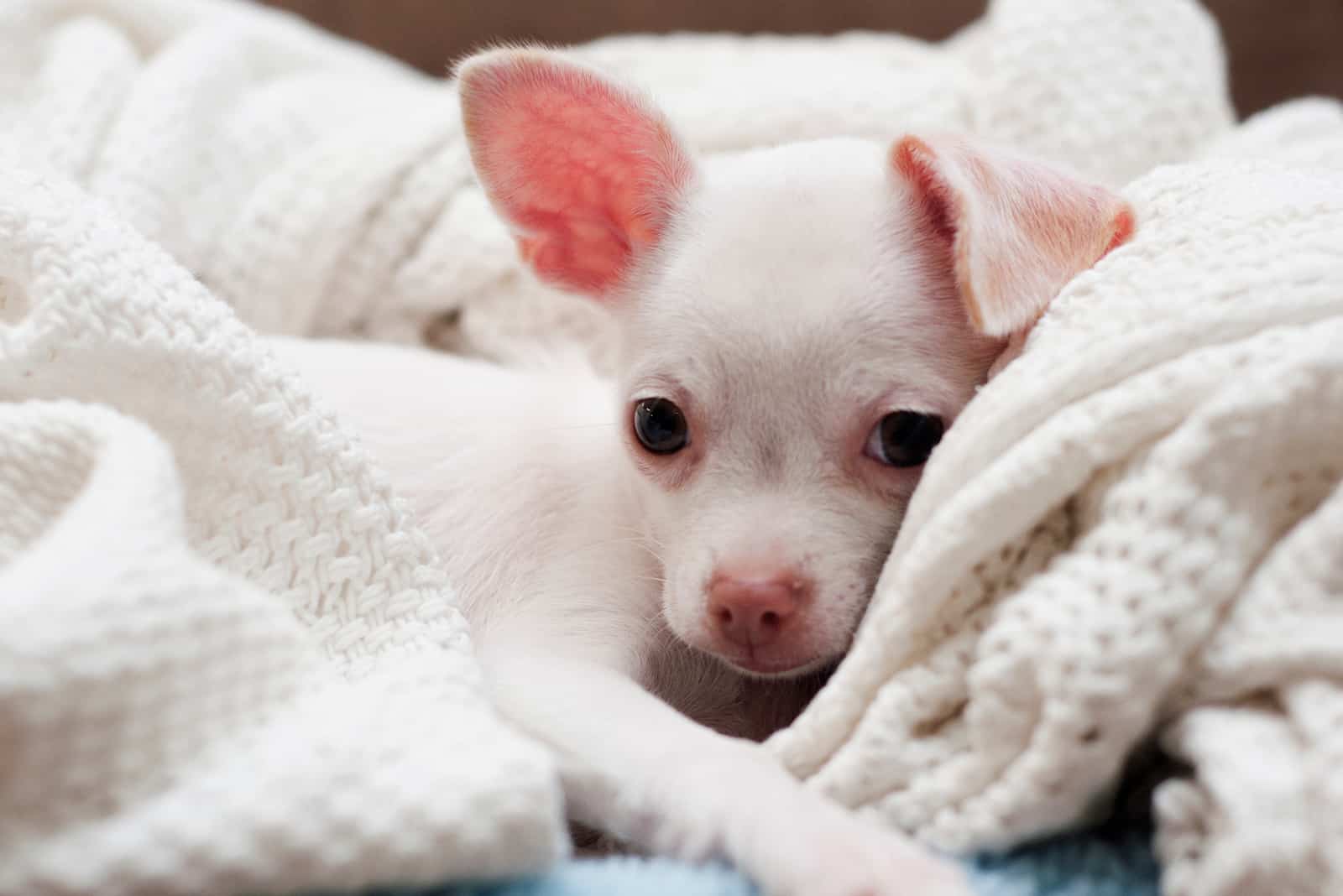 White Chihuahua Puppy lying