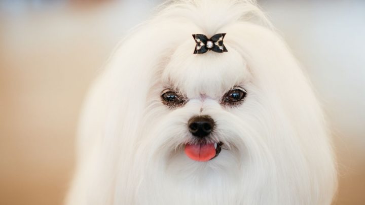 White Shih Tzu And 411 On Other Shih Tzu Coat Colors