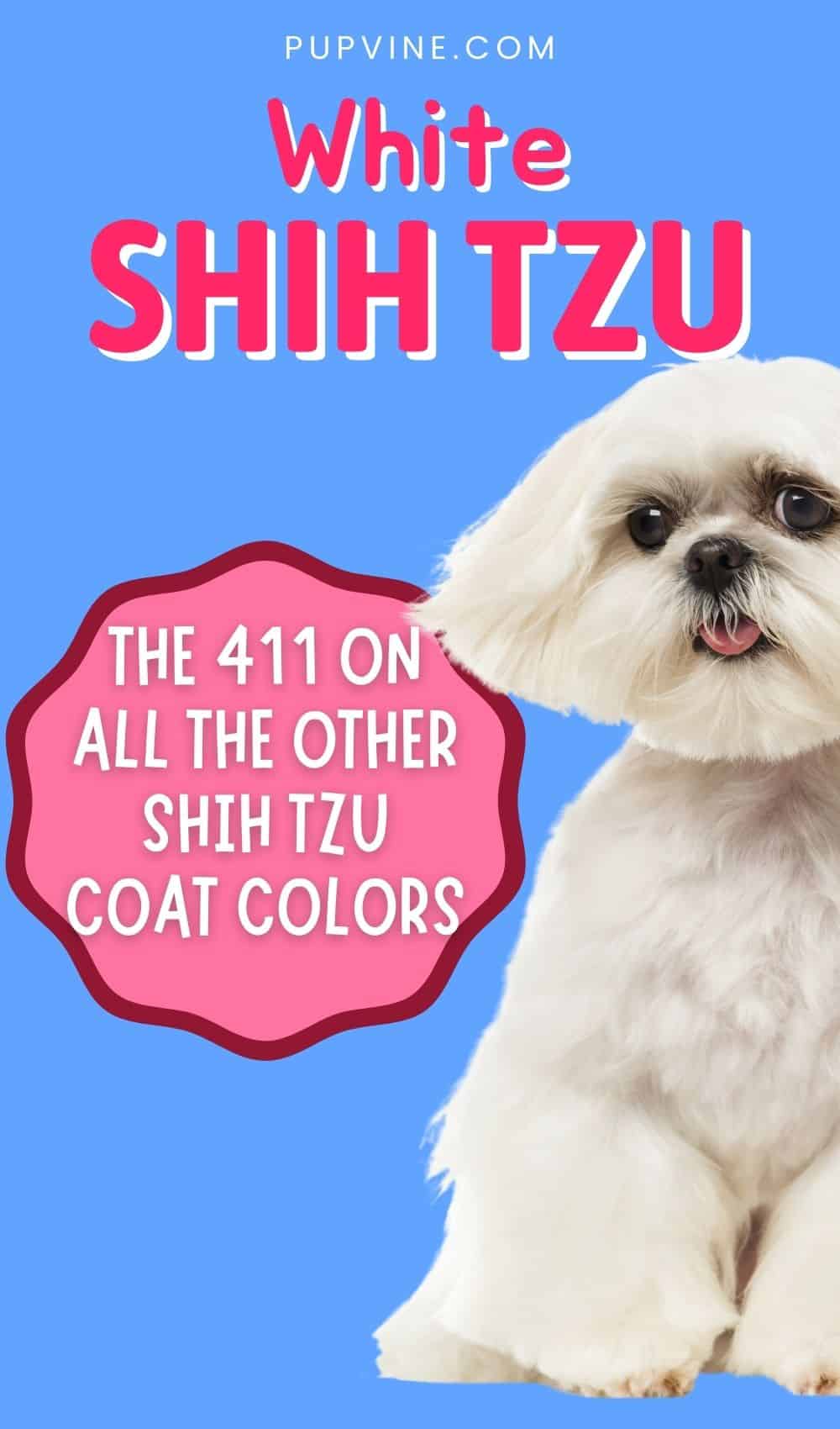 White Shih Tzu And The 411 On All The Other Shih Tzu Coat Colors