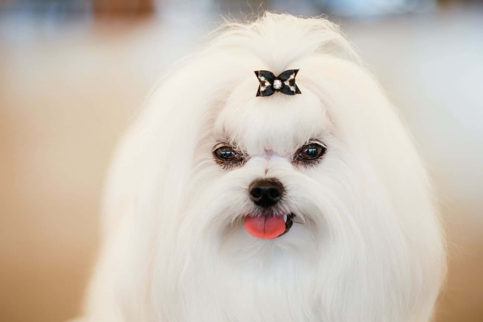 white shih tzu with ribbon on its hair in focus photography