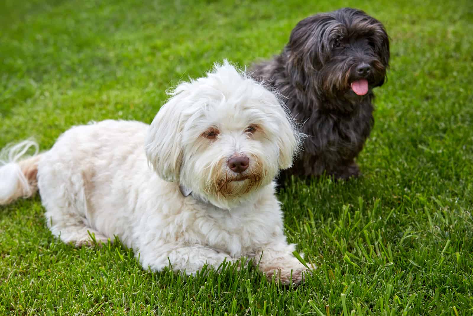 White and black havanese dog lying in the green grass of the meadows