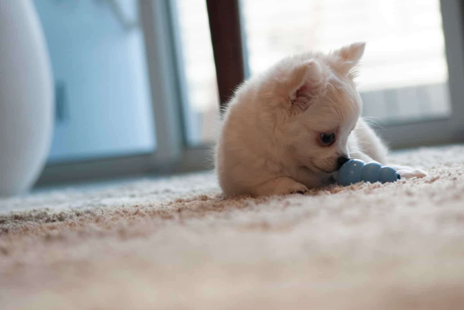 White baby chihuahua biting a blue toy