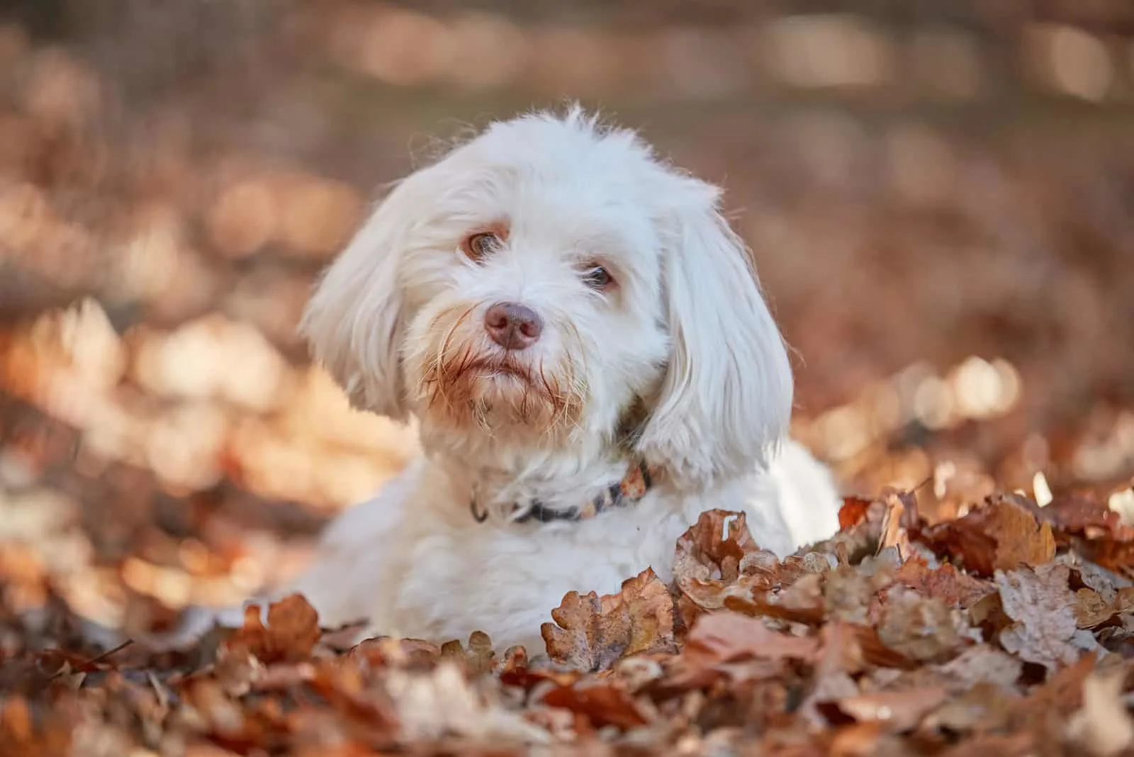 White havanese dog lying tired in the brown leaves in the forest