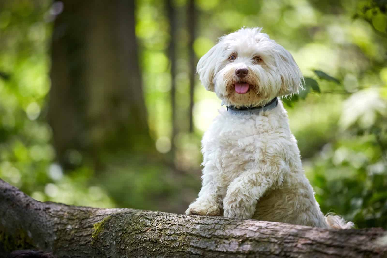 cute little White havanese dog standing on a tree trunk