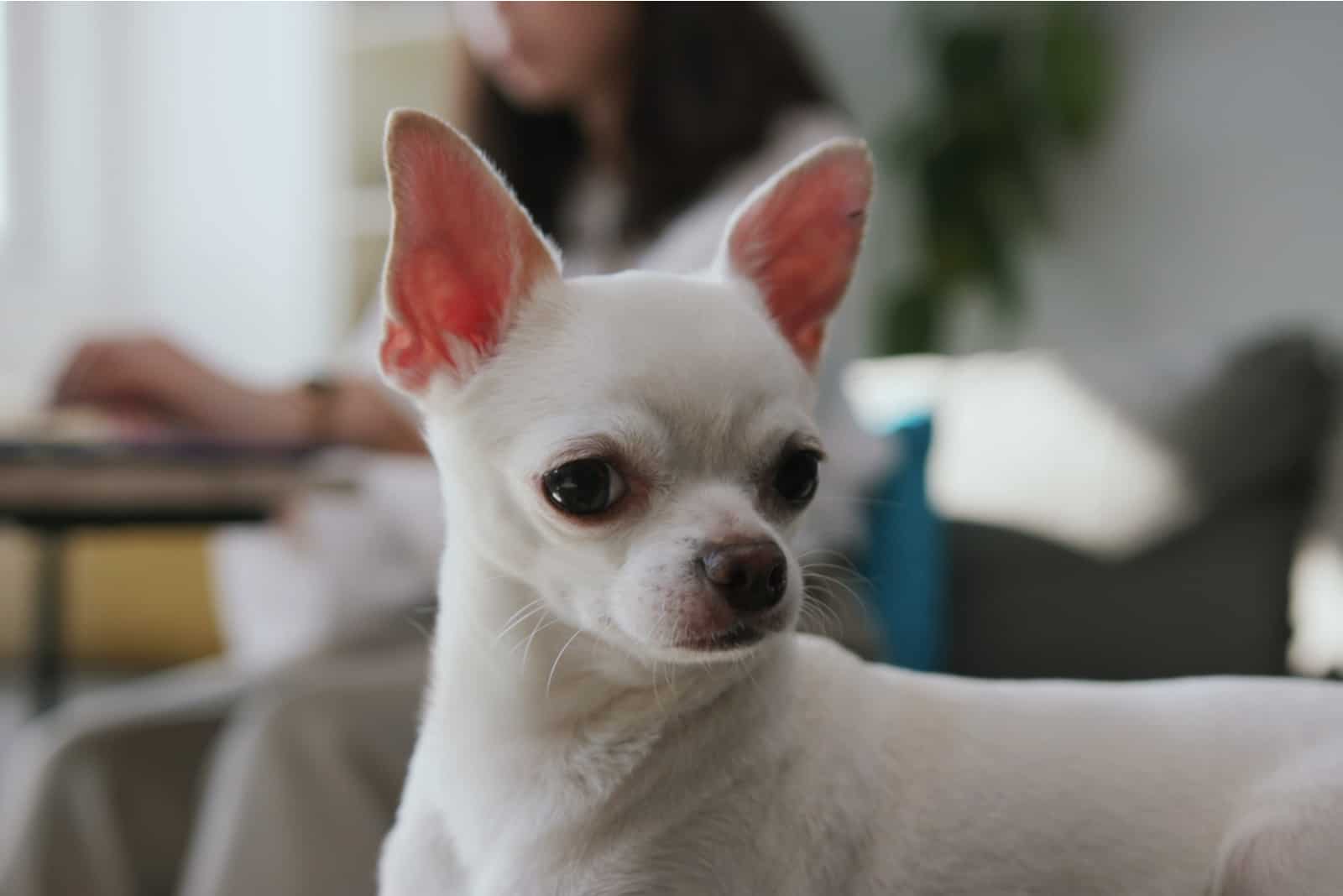 White sweet Chihuahua