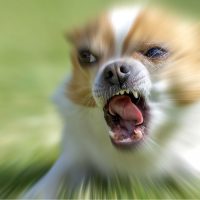 extremely aggressive chihuahua dog angry and ready to bite