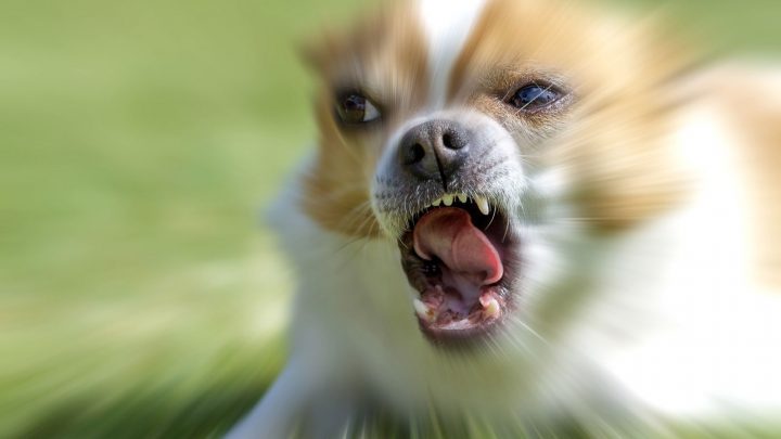 Why Are Chihuahuas So Aggressive? Top Tips For A Calmer Dog