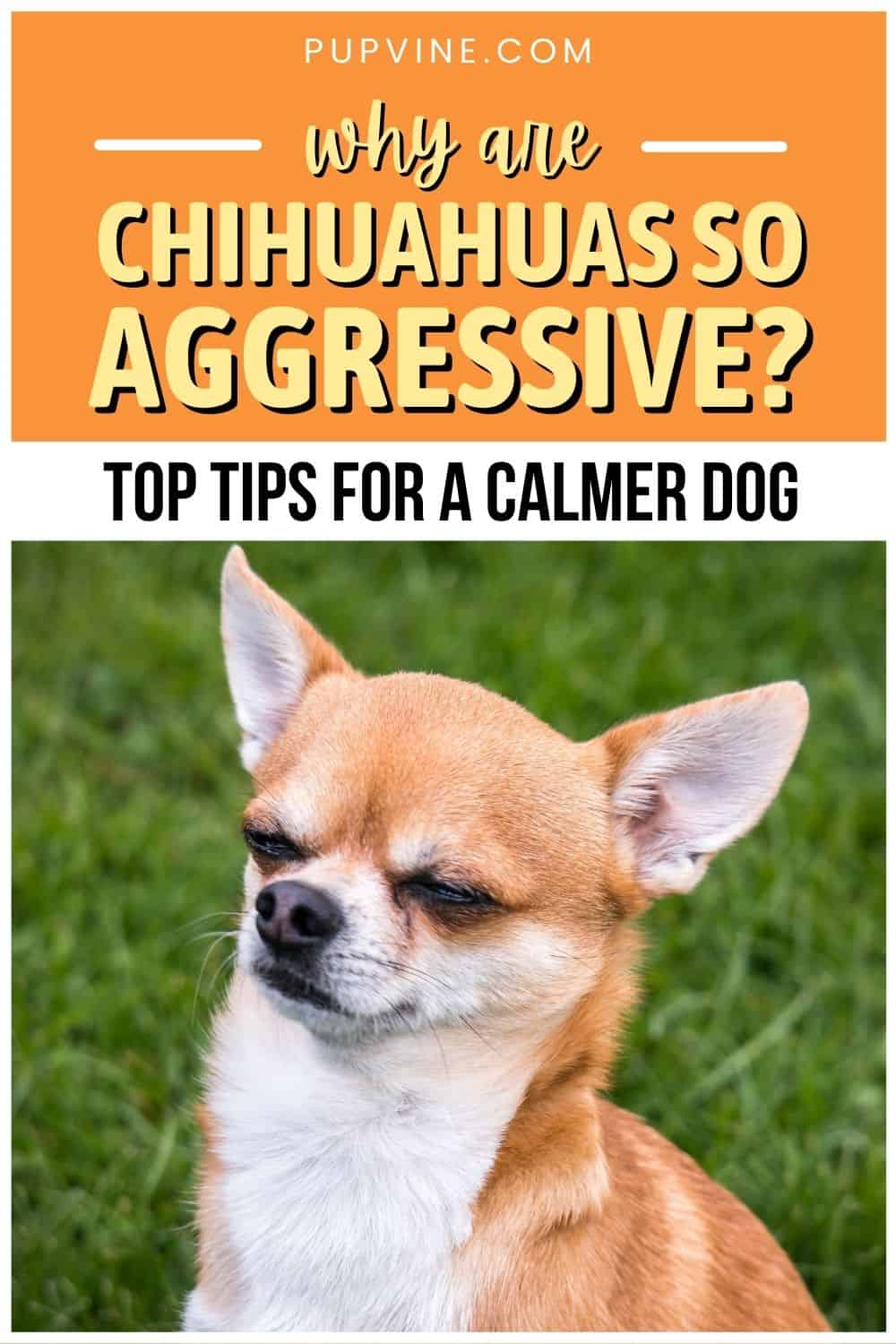 Why Are Chihuahuas So Aggressive Top Tips For A Calmer Dog