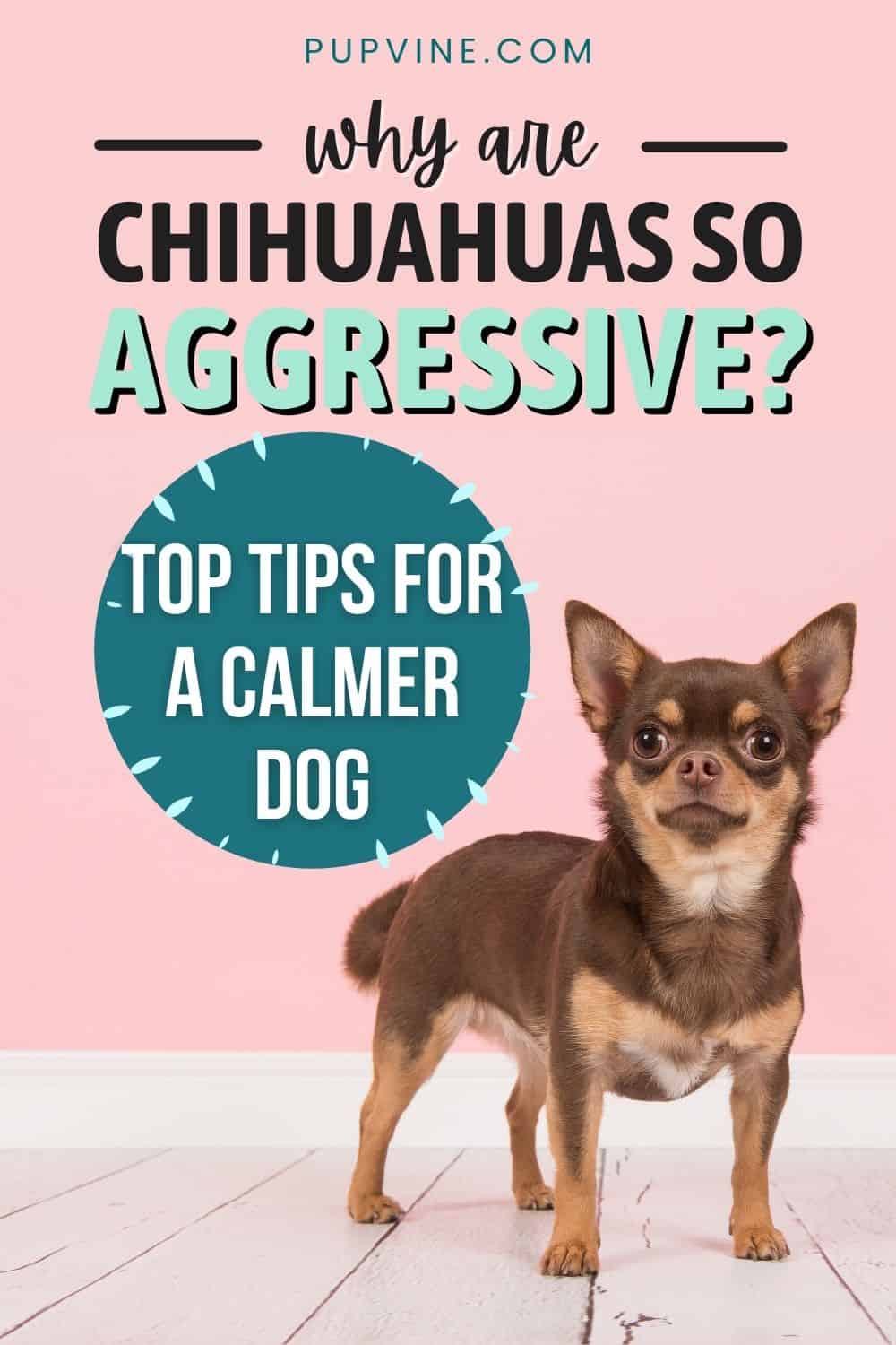 Why Are Chihuahuas So Aggressive Top Tips For A Calmer Dog
