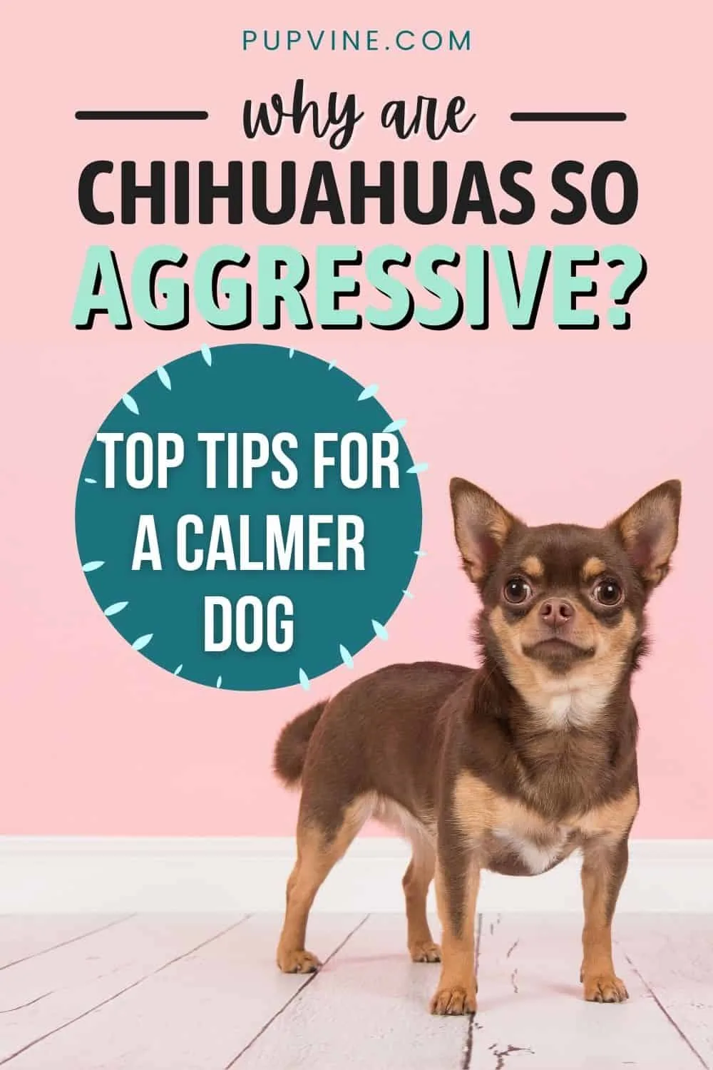Why Are Chihuahuas So Aggressive Top Tips For A Calmer Dog