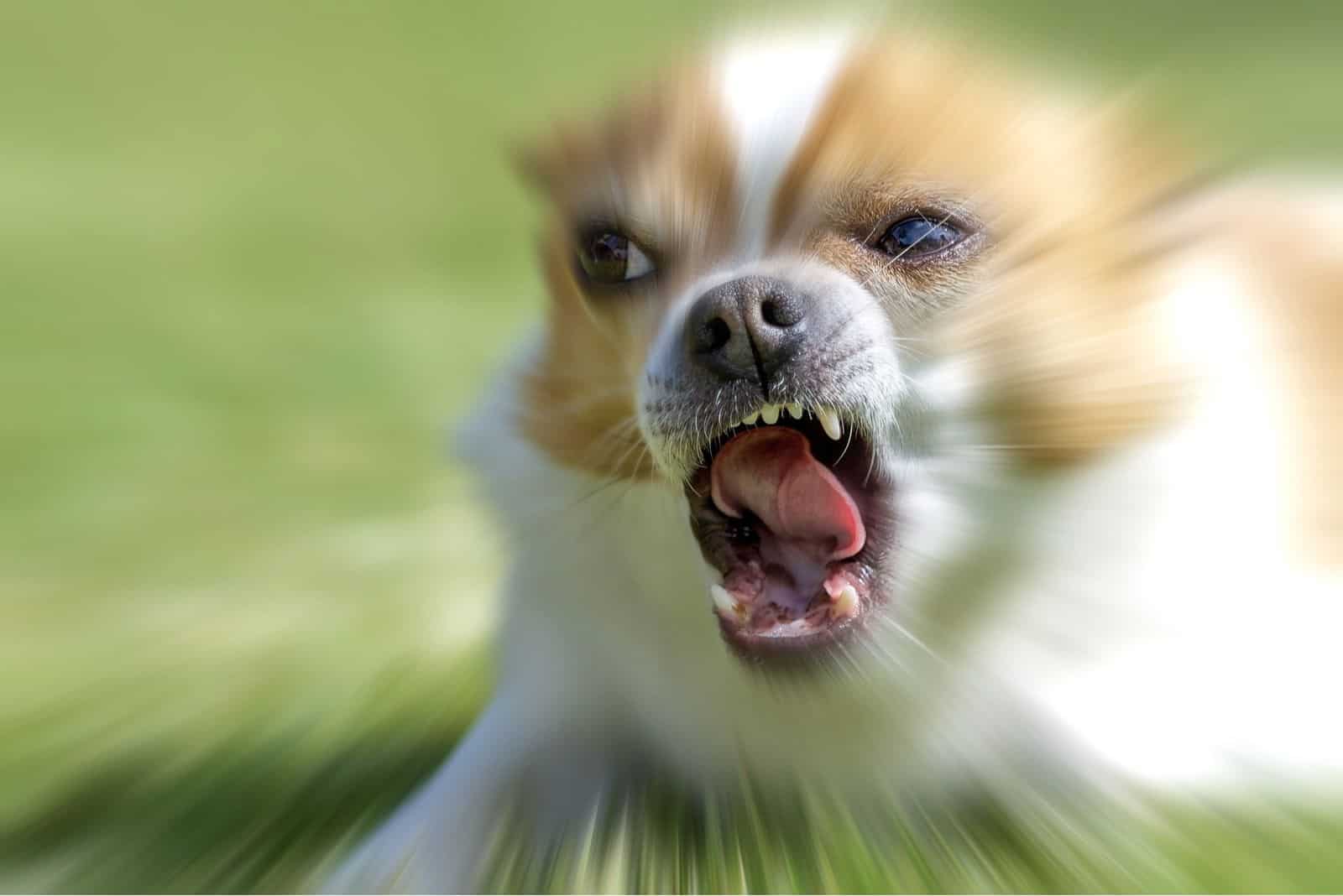 extremely aggressive chihuahua dog angry and ready to bite