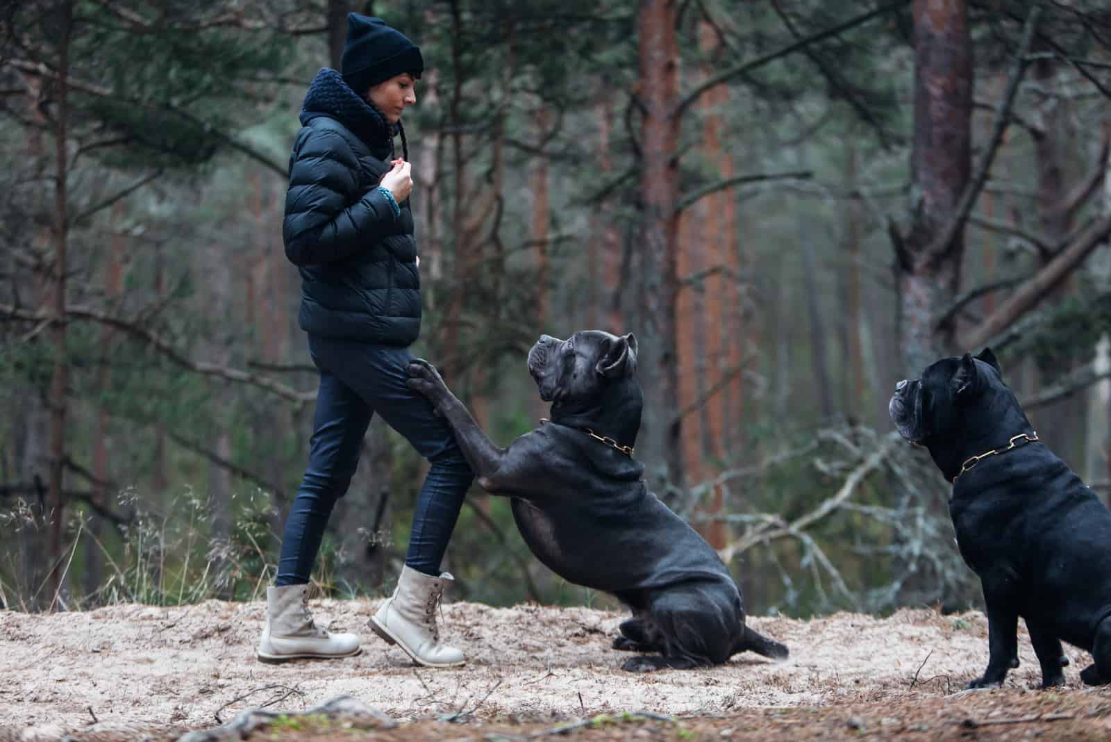 Woman and large, brindle colored cane corso mastiff in the forest