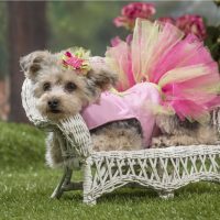 A yorkie-poo wearing a pink dress rests on a white wicker lounge chair in a spring garden scene