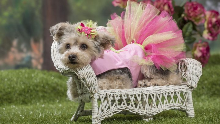 Yorkiepoo Dogs: The Poodle Yorkshire Terrier Designer Breed