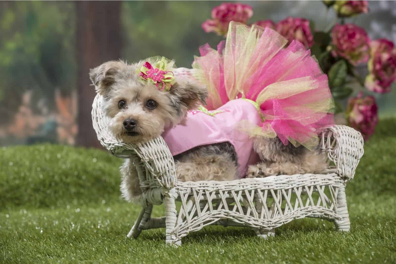 A yorkie-poo wearing a pink dress rests on a white wicker lounge chair in a spring garden scene