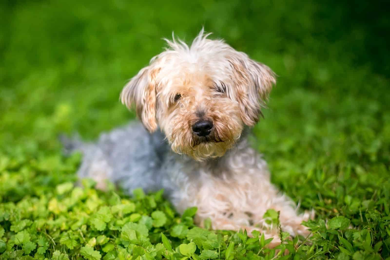 Yorkshire Terrier x Poodle mixed breed dog lying down in the grass