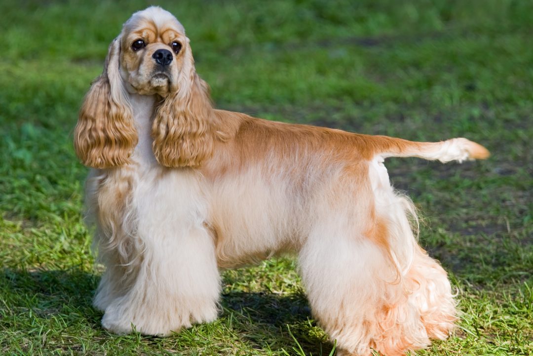 English Vs. American Cocker Spaniel How Different Are They?