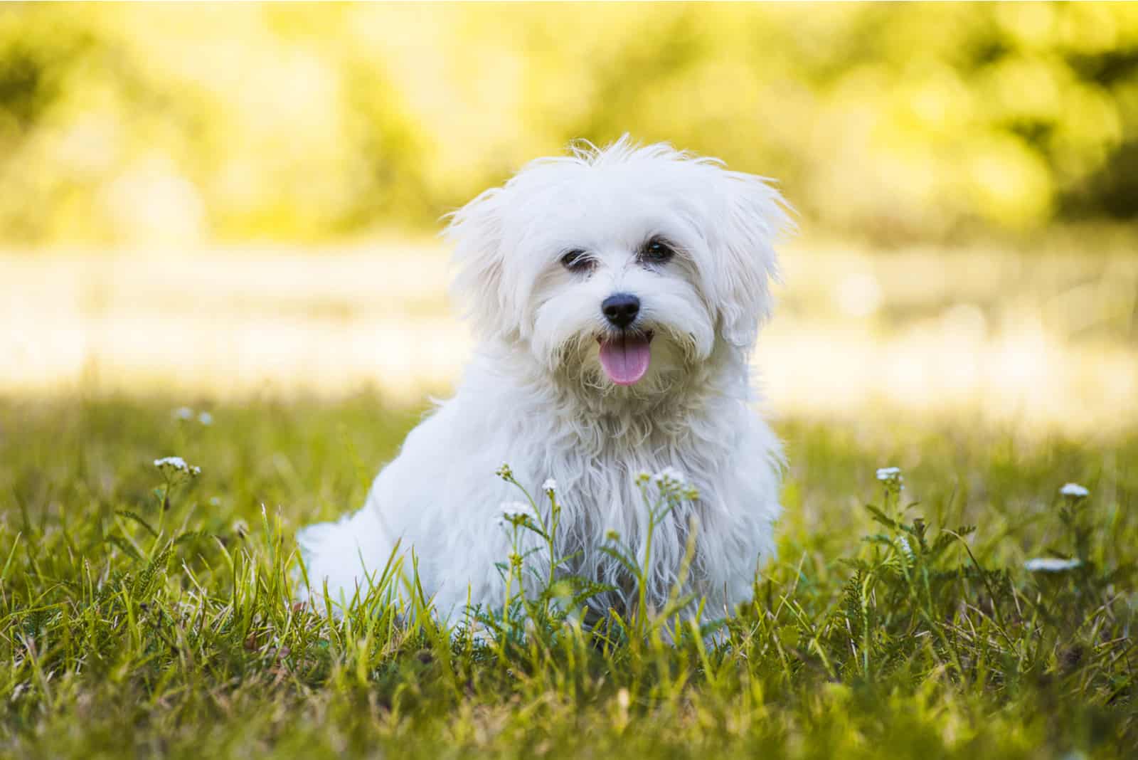 Young maltese dog in a meadow