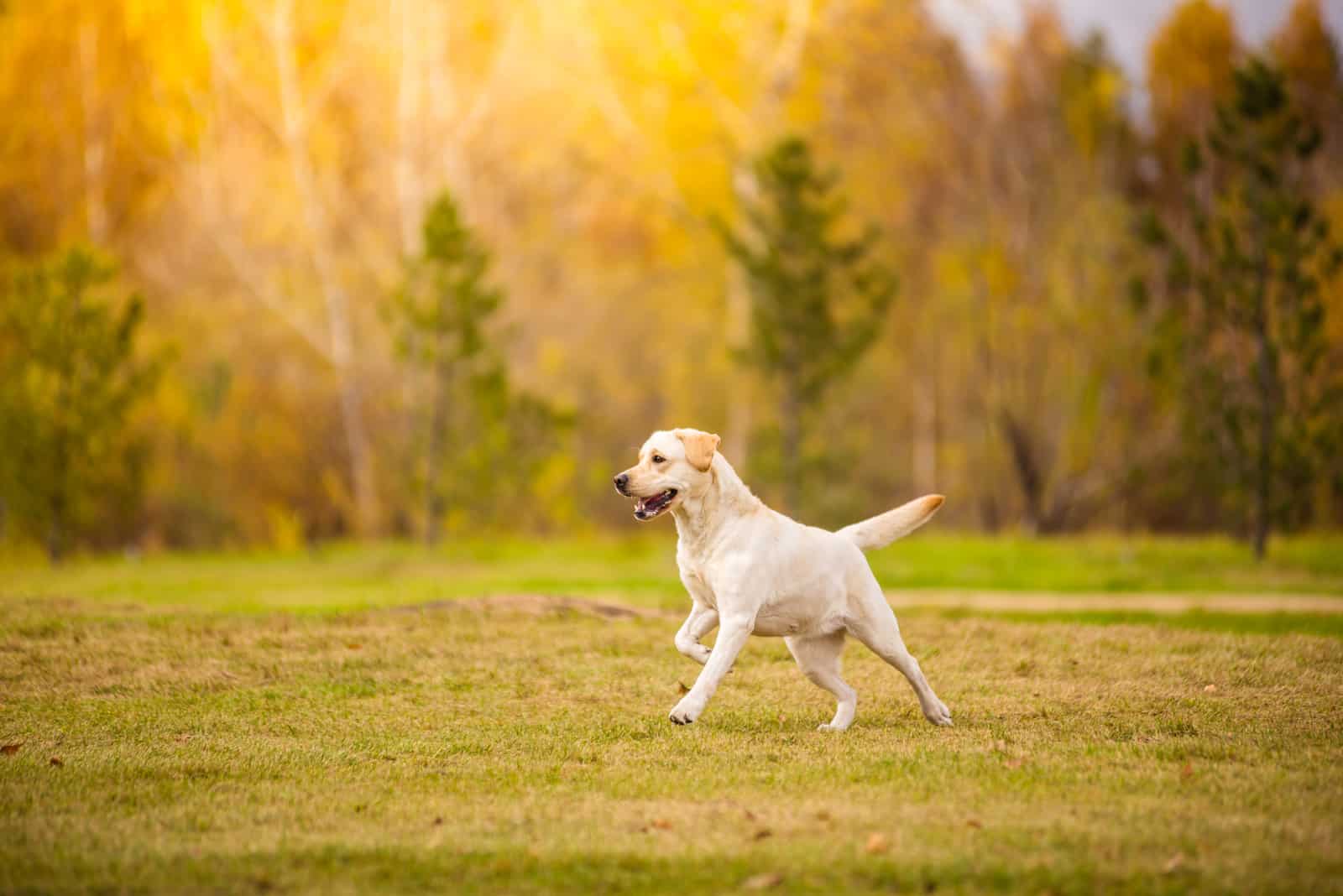 Young white purebred Labrador Retriever