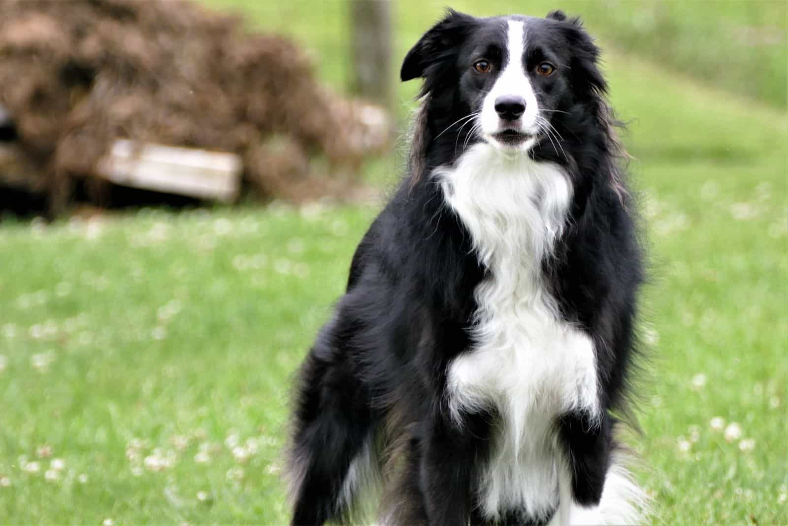 a border collie standing and spots something