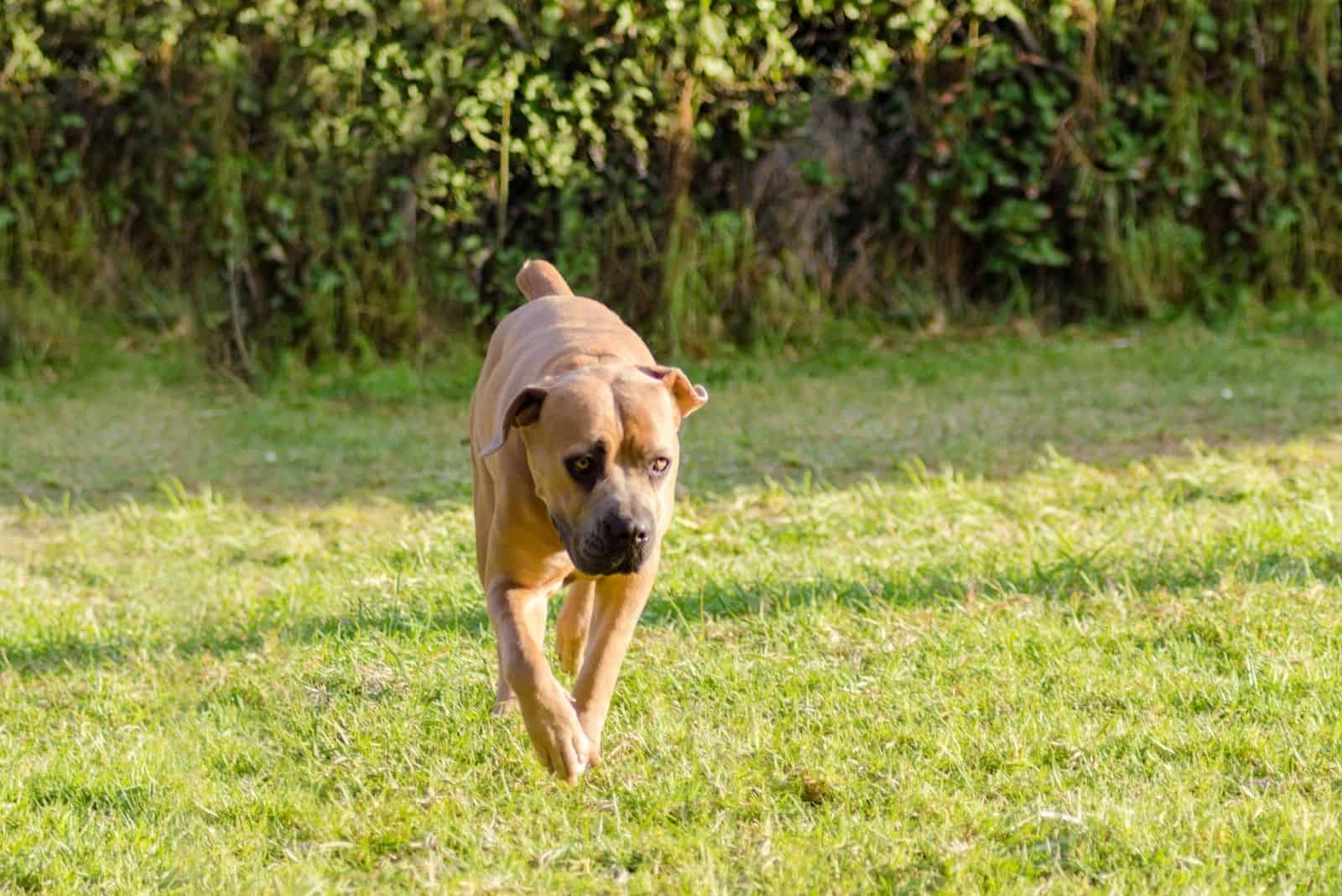 Pitbull Mixed Cane Corso