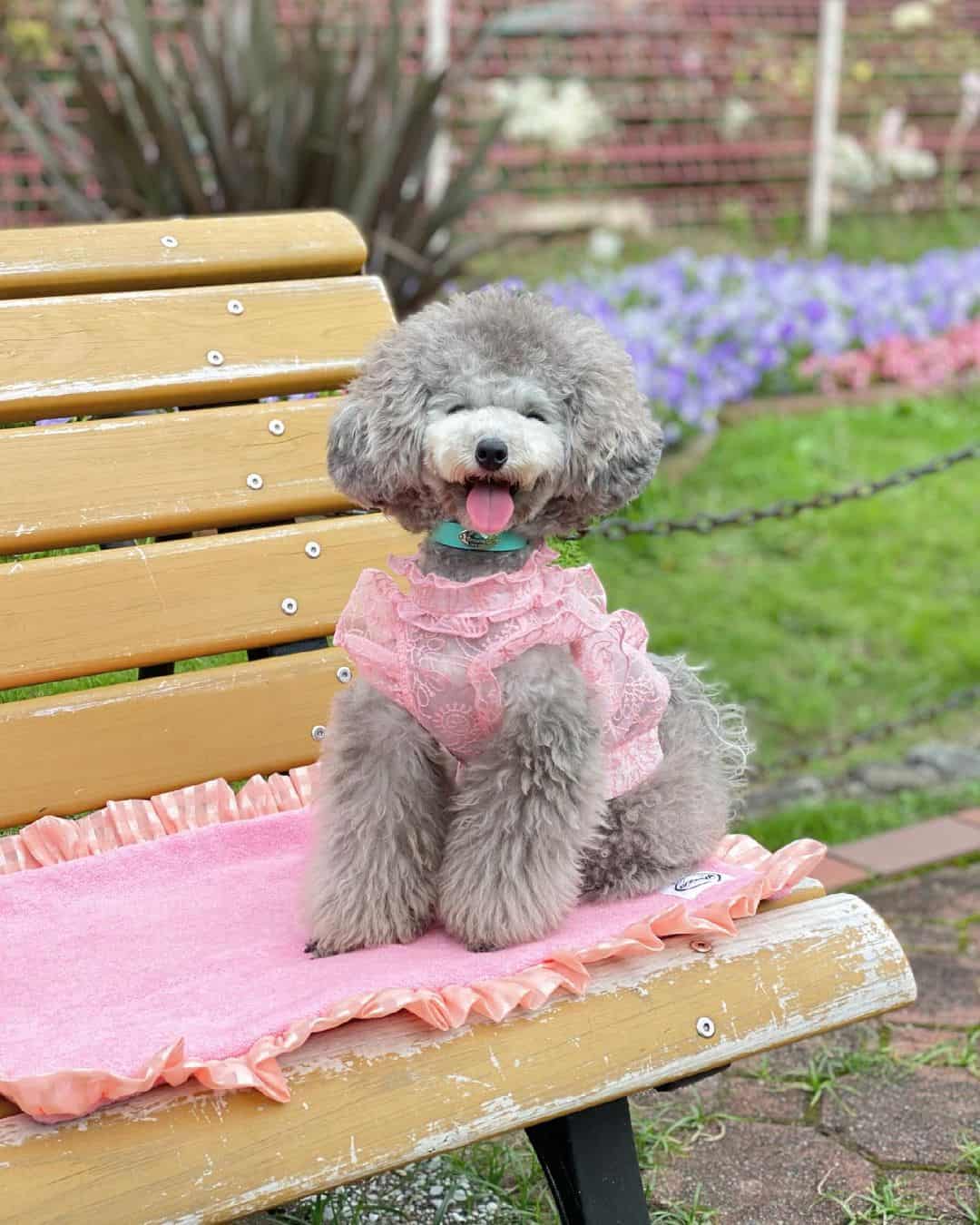 adorable Silver Toy Poodle