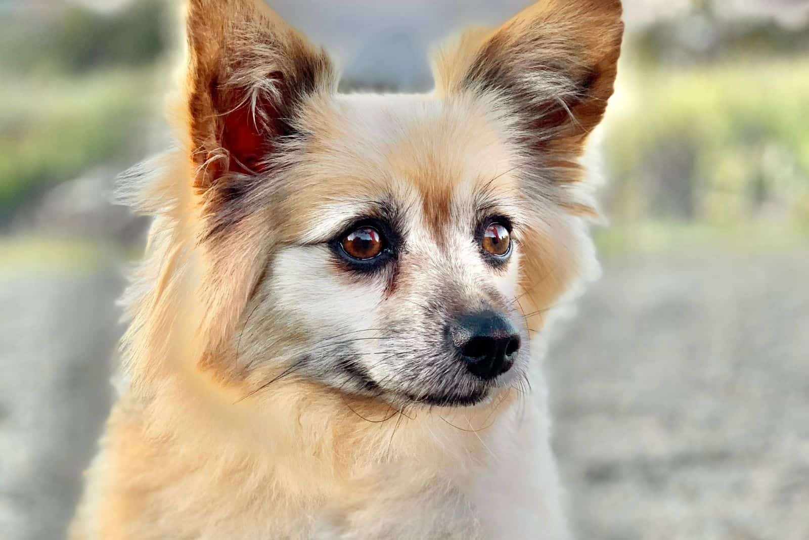 adorable corgi poms standing outdoors in close up image
