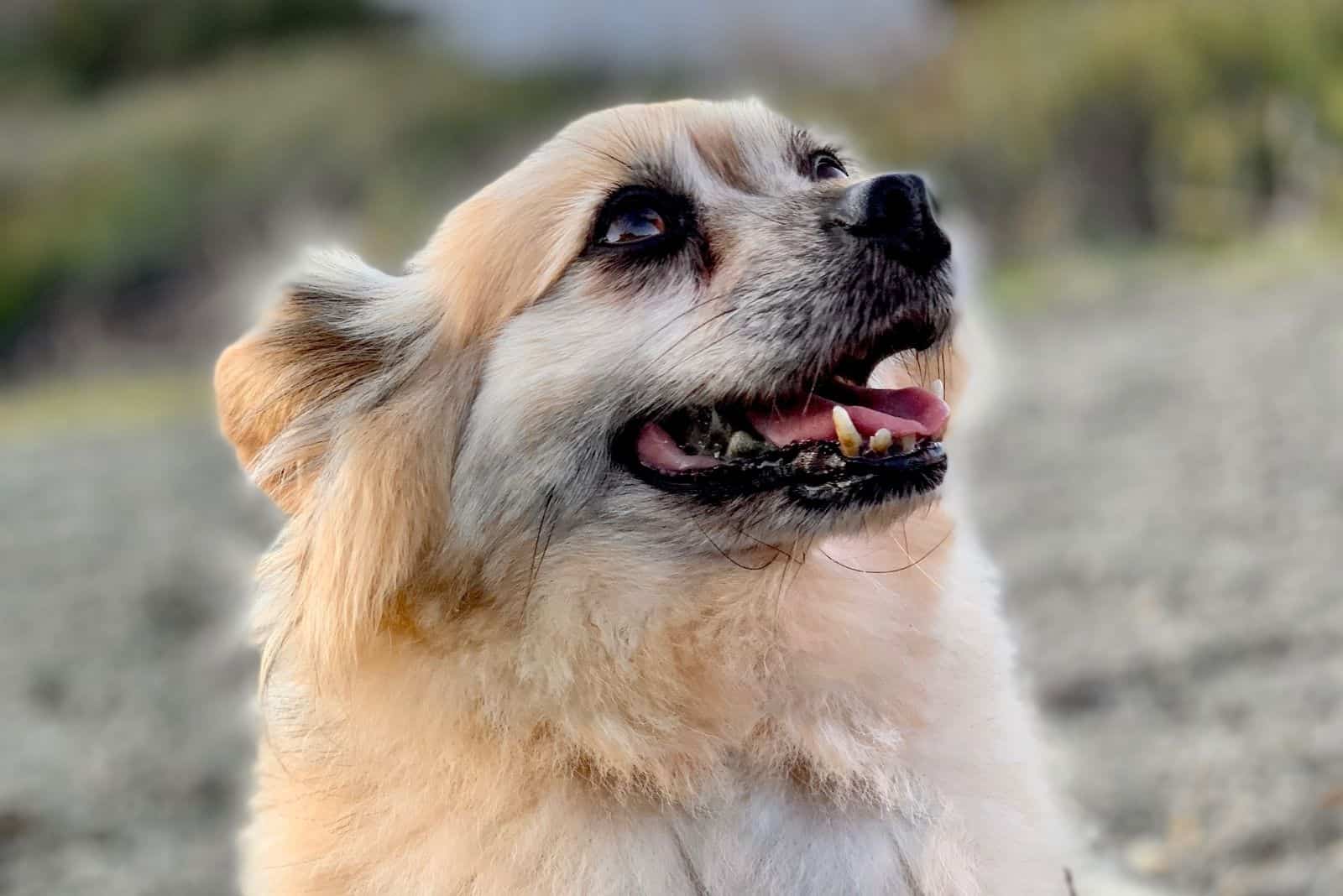 adorable corgipomeranian dog looking up in closeup image