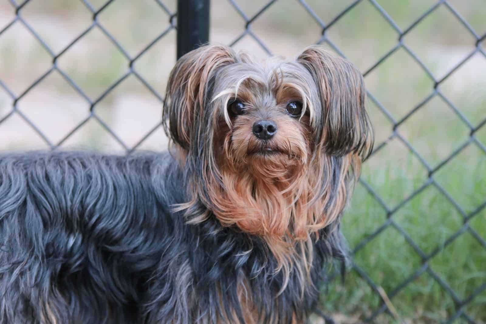 adorable yorkie poo standing near the chain link fence