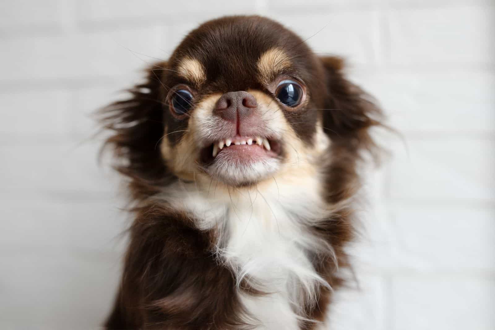 Why Are Chihuahuas So Aggressive? Top Tips For A Calmer Dog