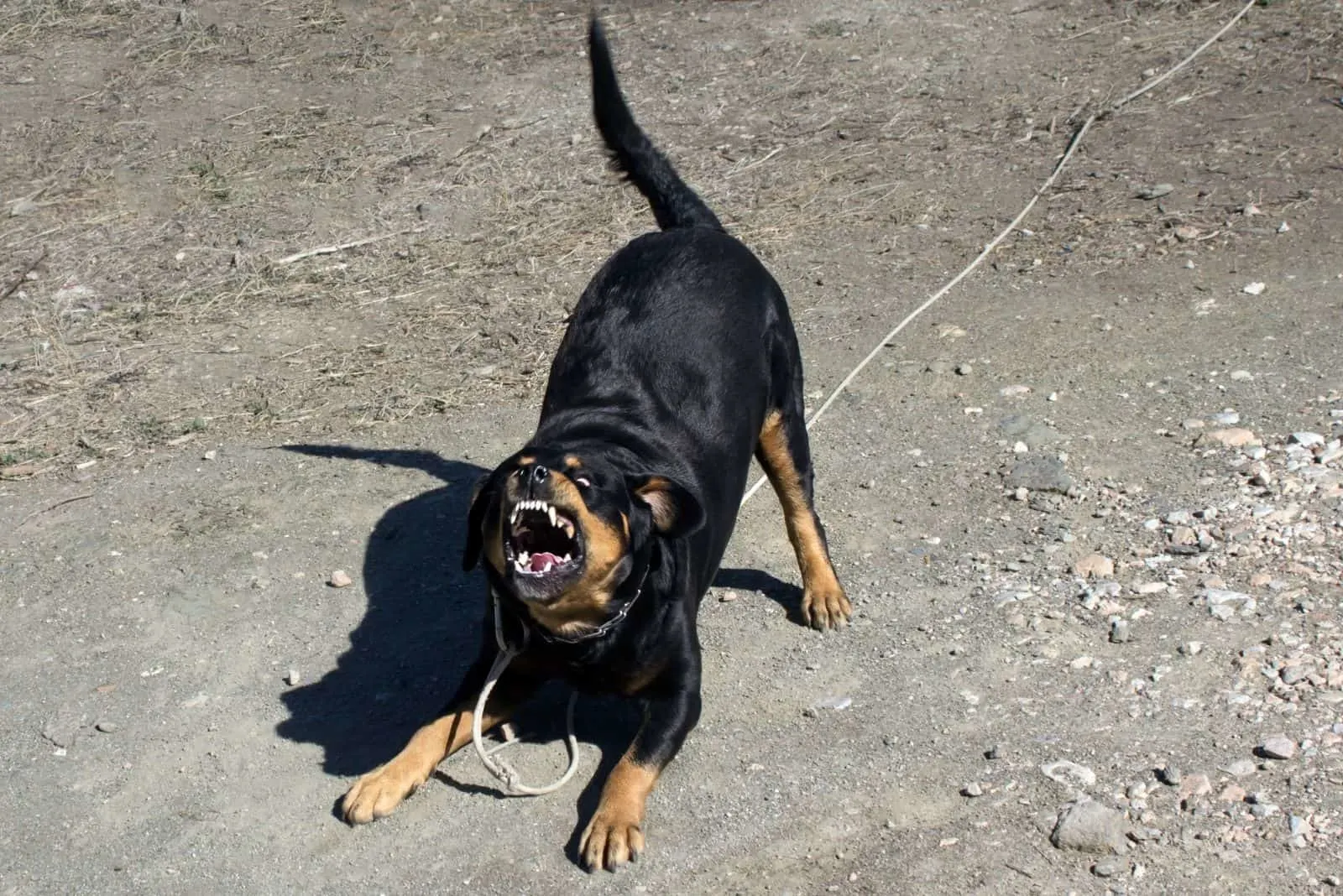 aggressive rottweiler barking showing teeth