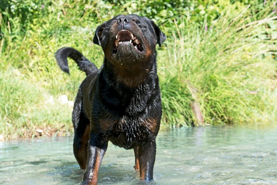 Are Rottweilers Dangerous? How Unsafe Are These Dogs, Really?