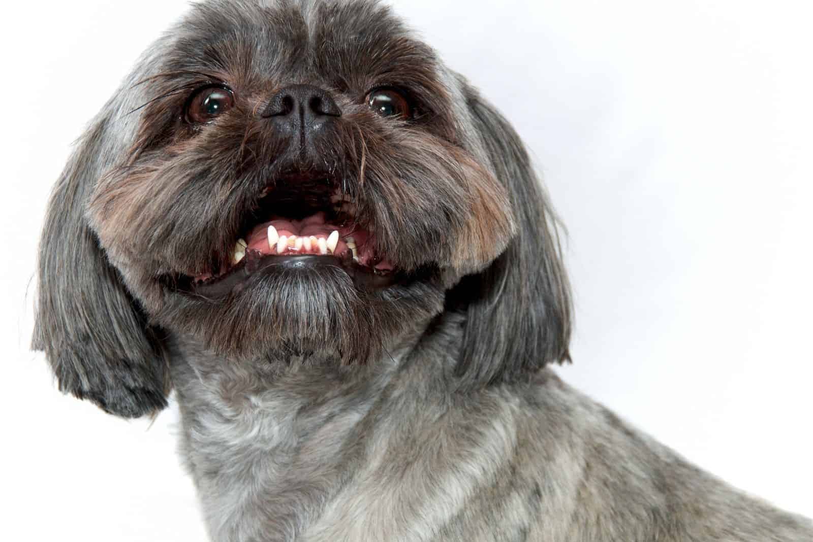 alert shih tzu in studio image 