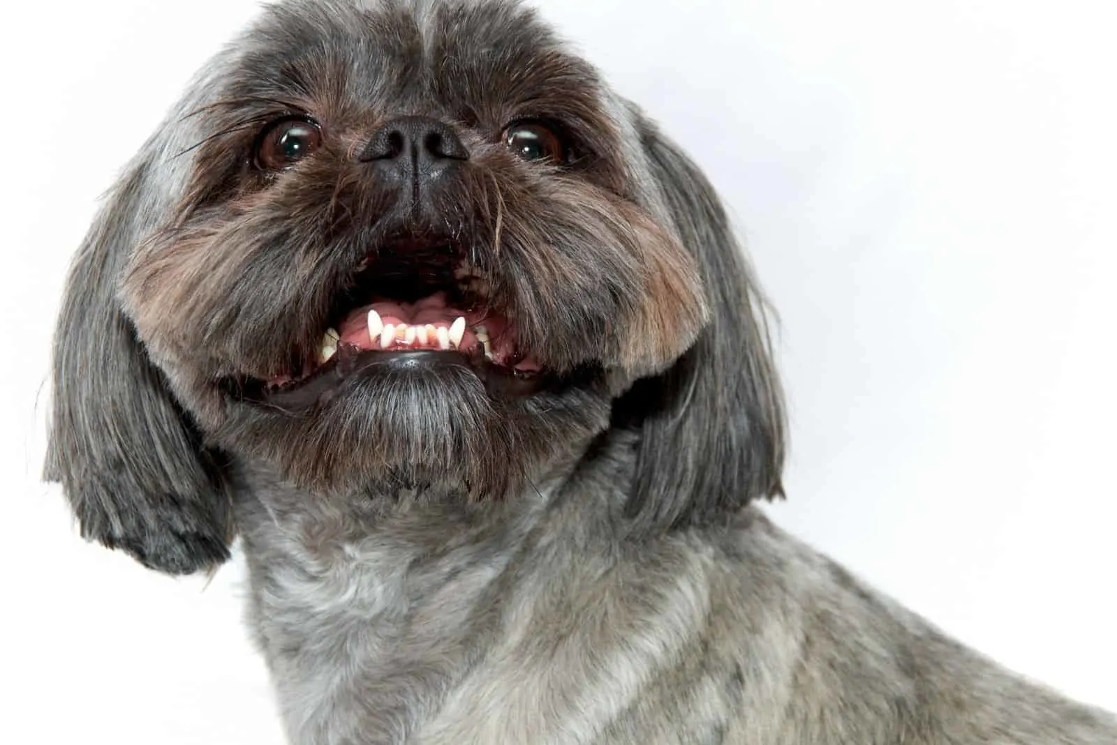 alert shih tzu in studio image 