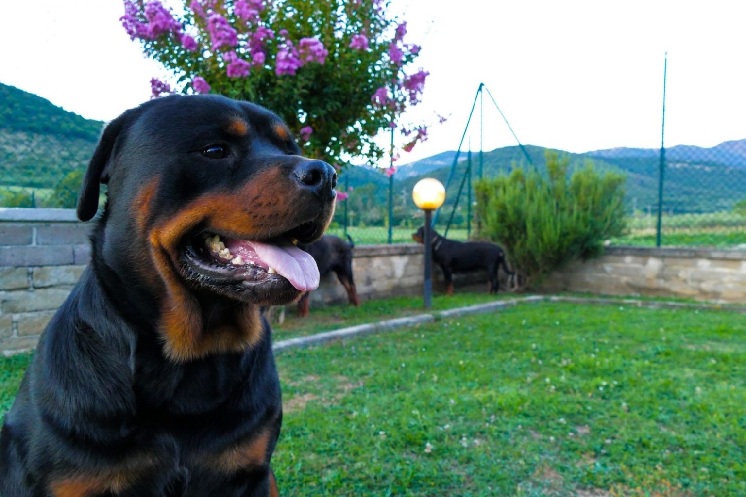 Are Rottweilers Dangerous? How Unsafe Are These Dogs, Really?