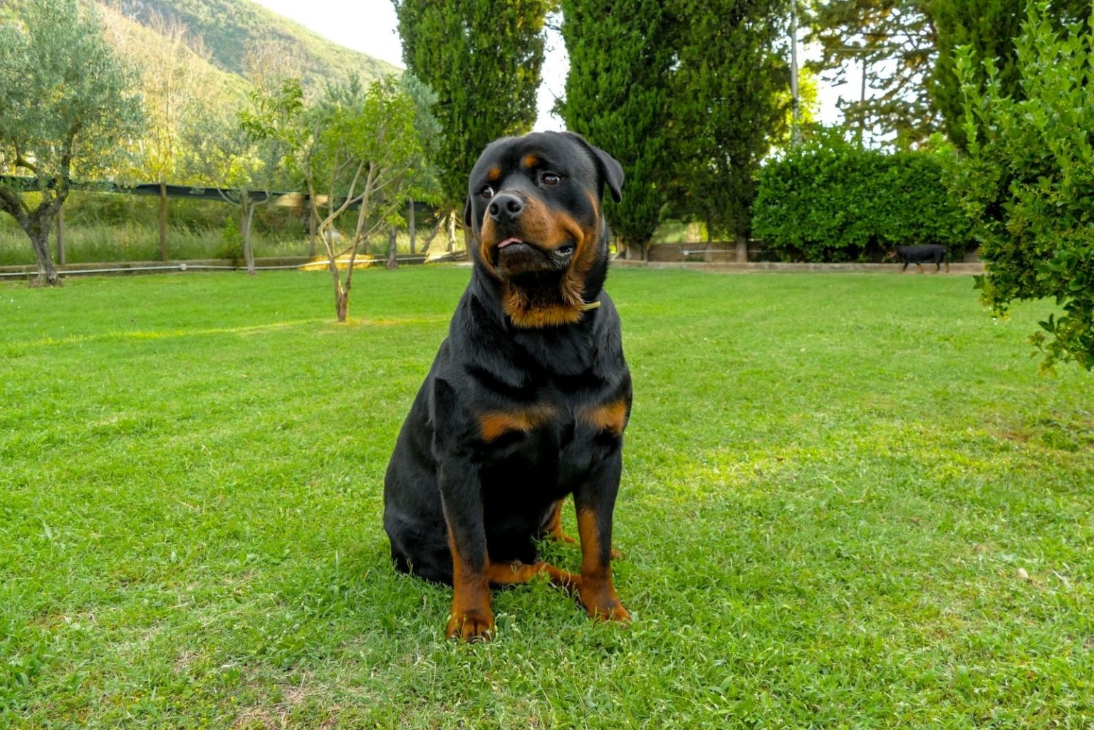 Are Rottweilers Dangerous? How Unsafe Are These Dogs, Really?