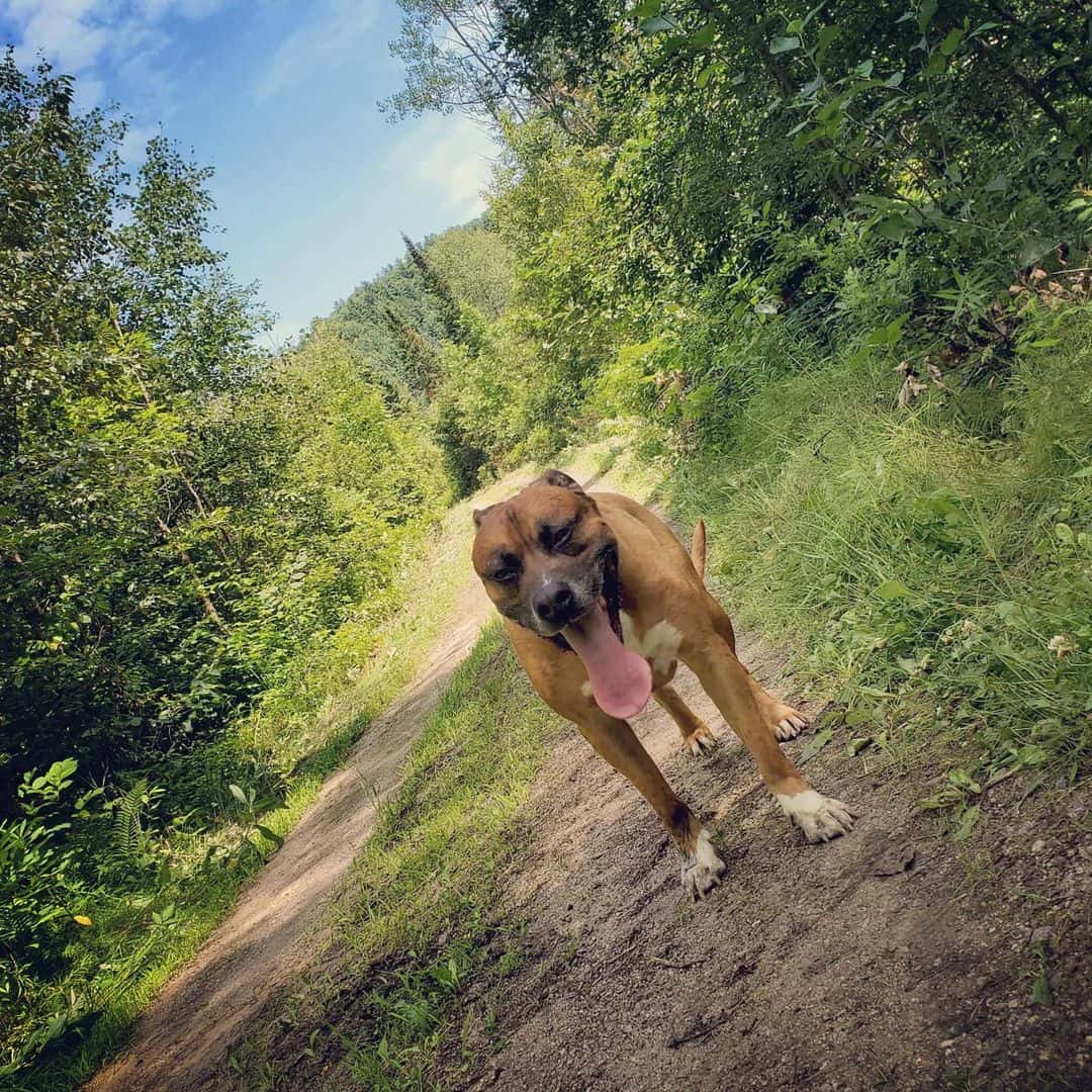 are cane corso good for hiking