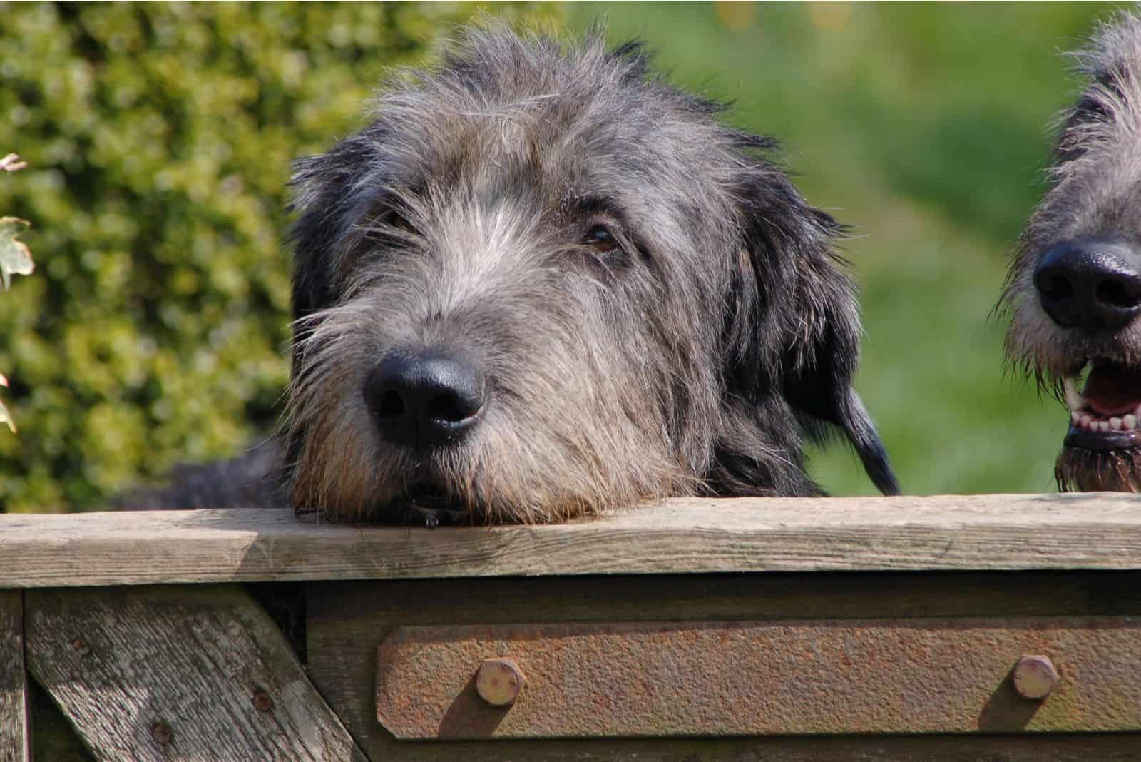 Irish Wolfhound Cost Puppy Price And Additional Expenses