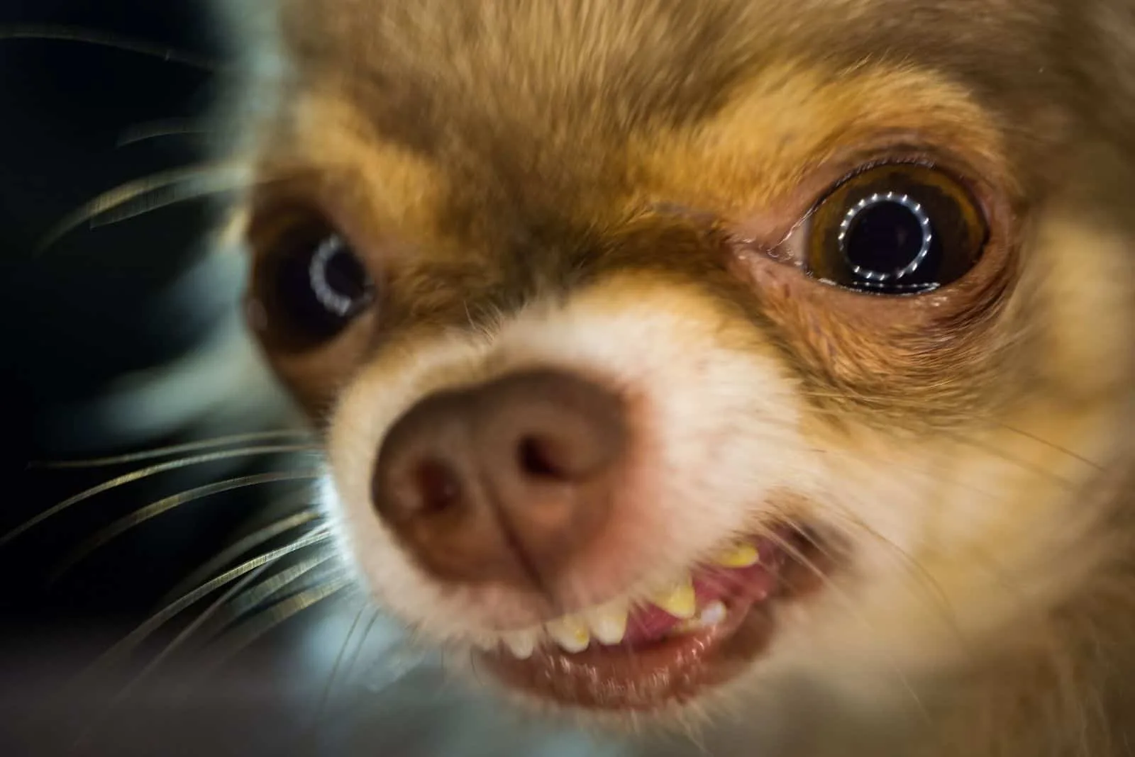 angry chihuahua focus on the face