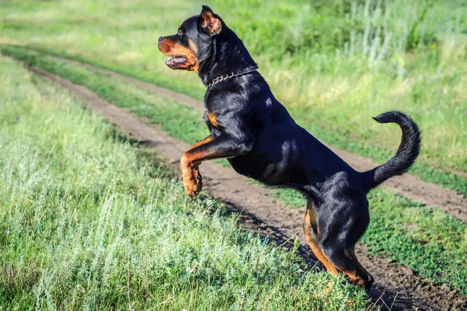 angry dog rottweiler going up a grassland outdoors