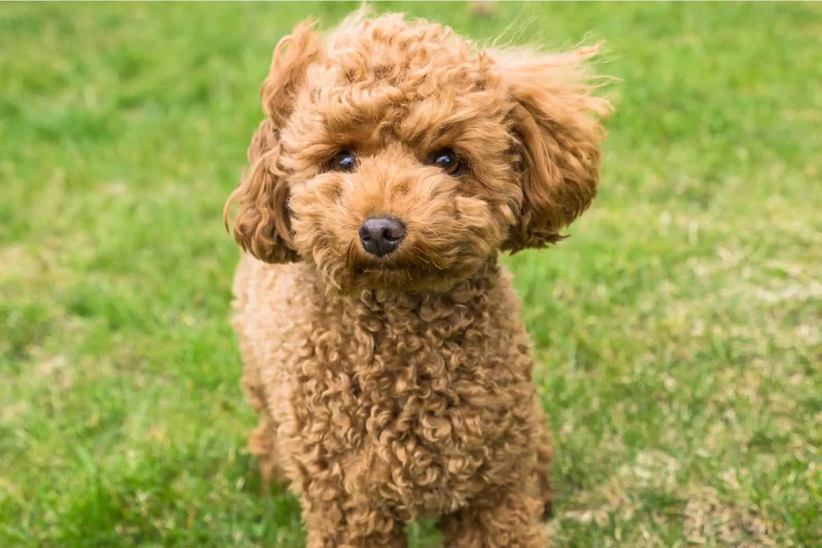 apricot puppy poodle standing on the grass