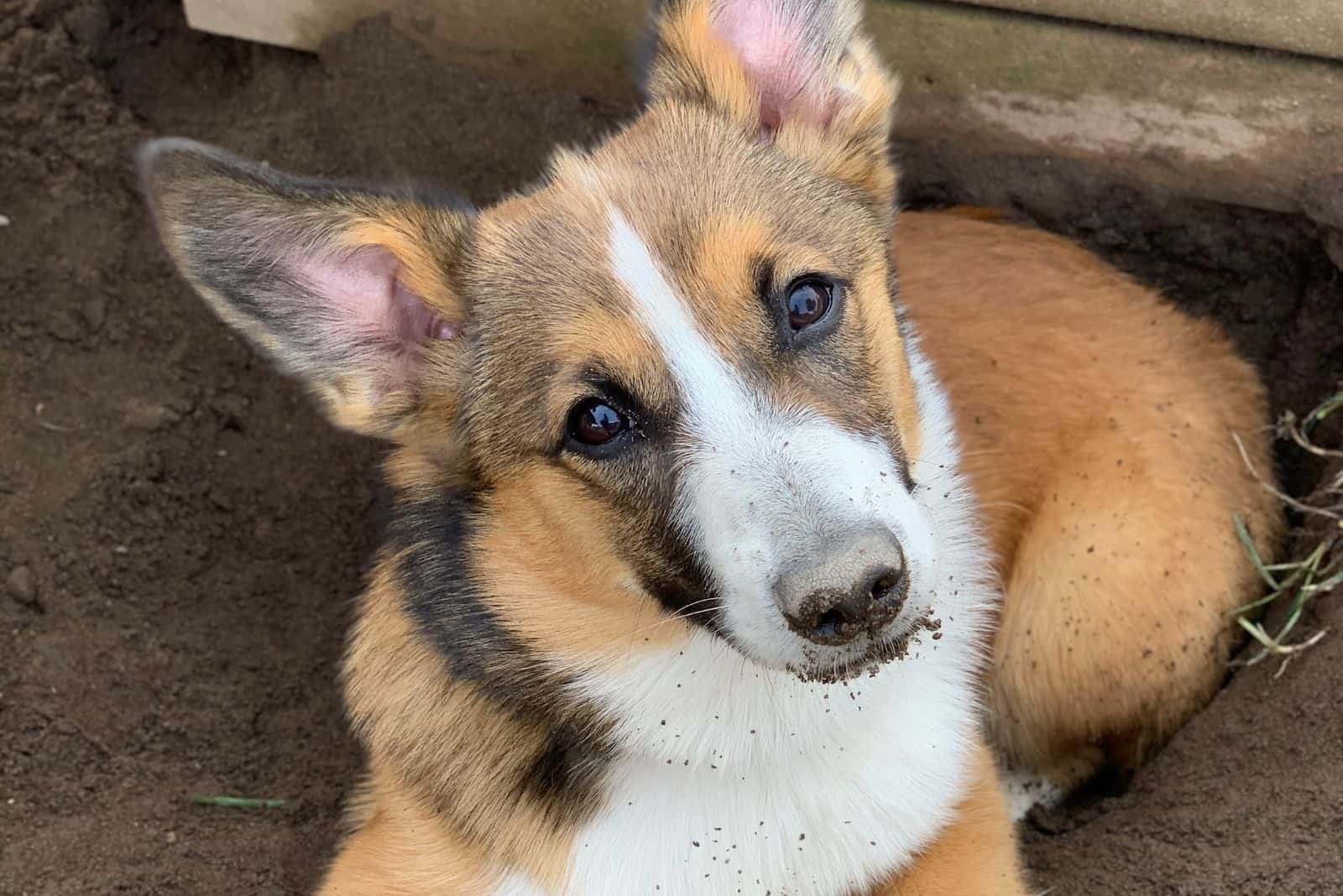 auggie puppy lying down on the floor looking at the camera