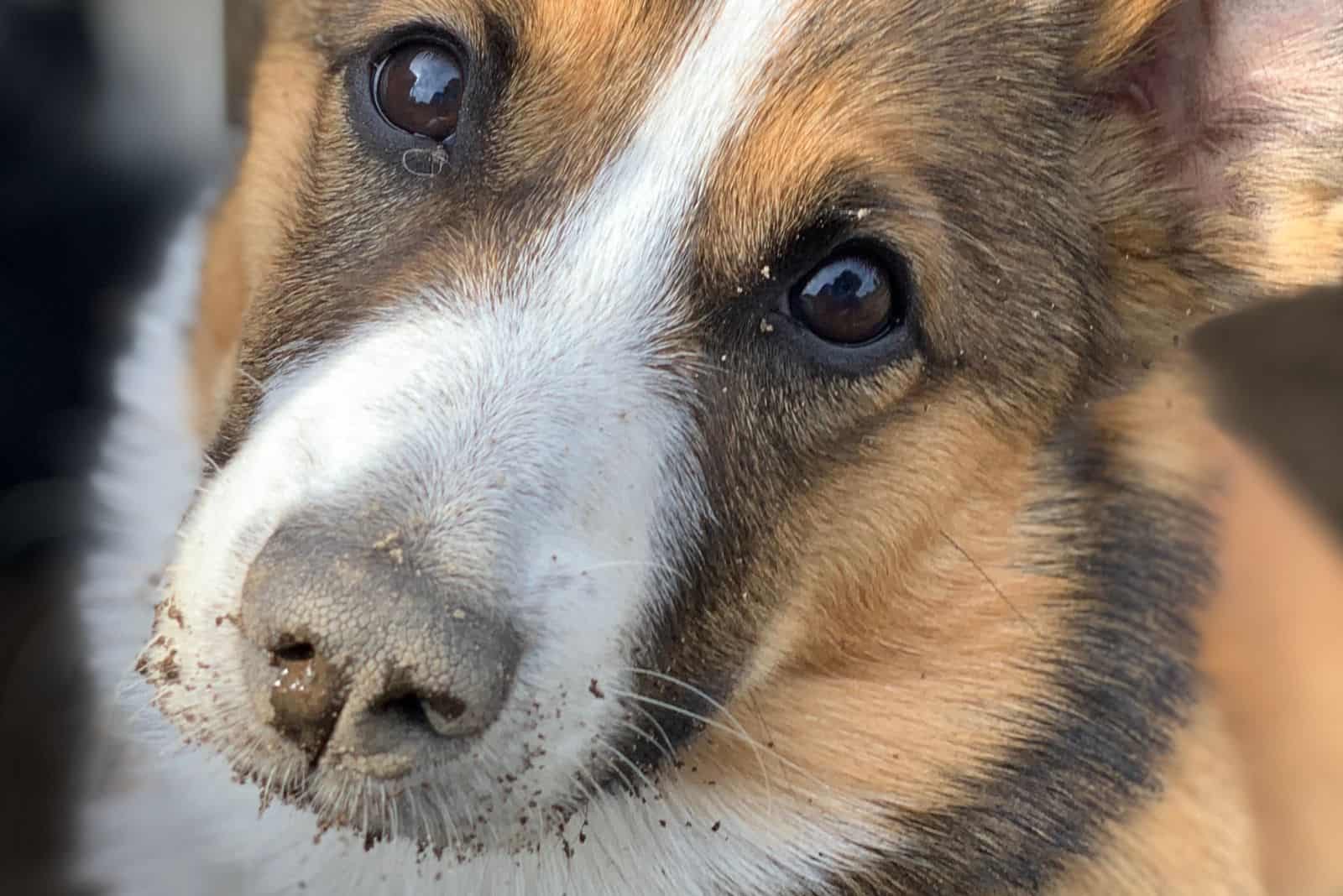 auggie puppy portrait in close up image with soil in the muzzel