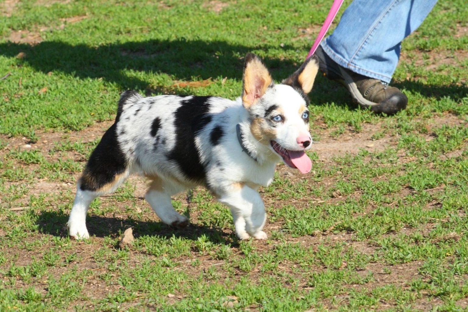 Australian Shepherd Mix The Ultimate Herding Dog