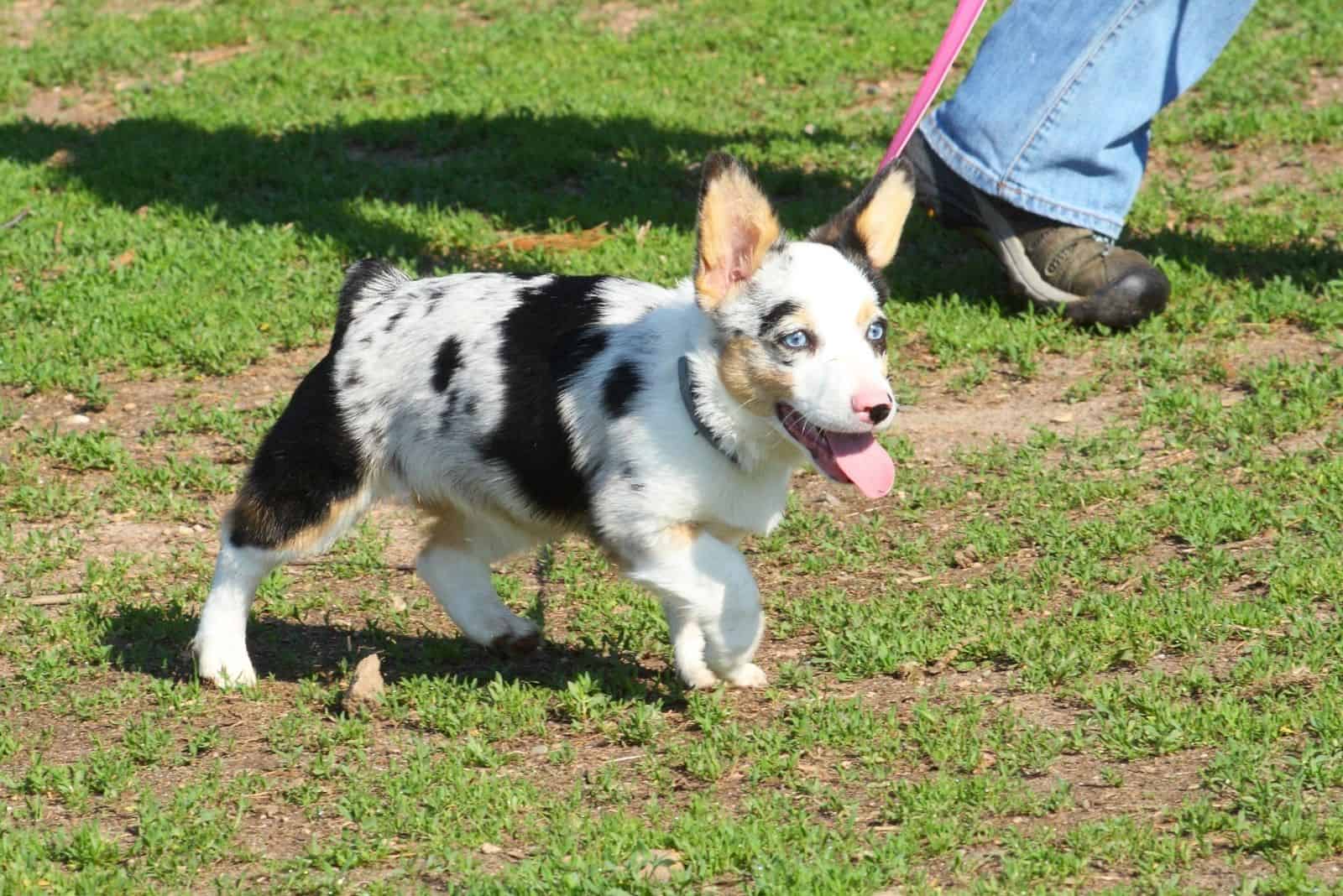 aussie corgi mix puppy walking in the field with the owner