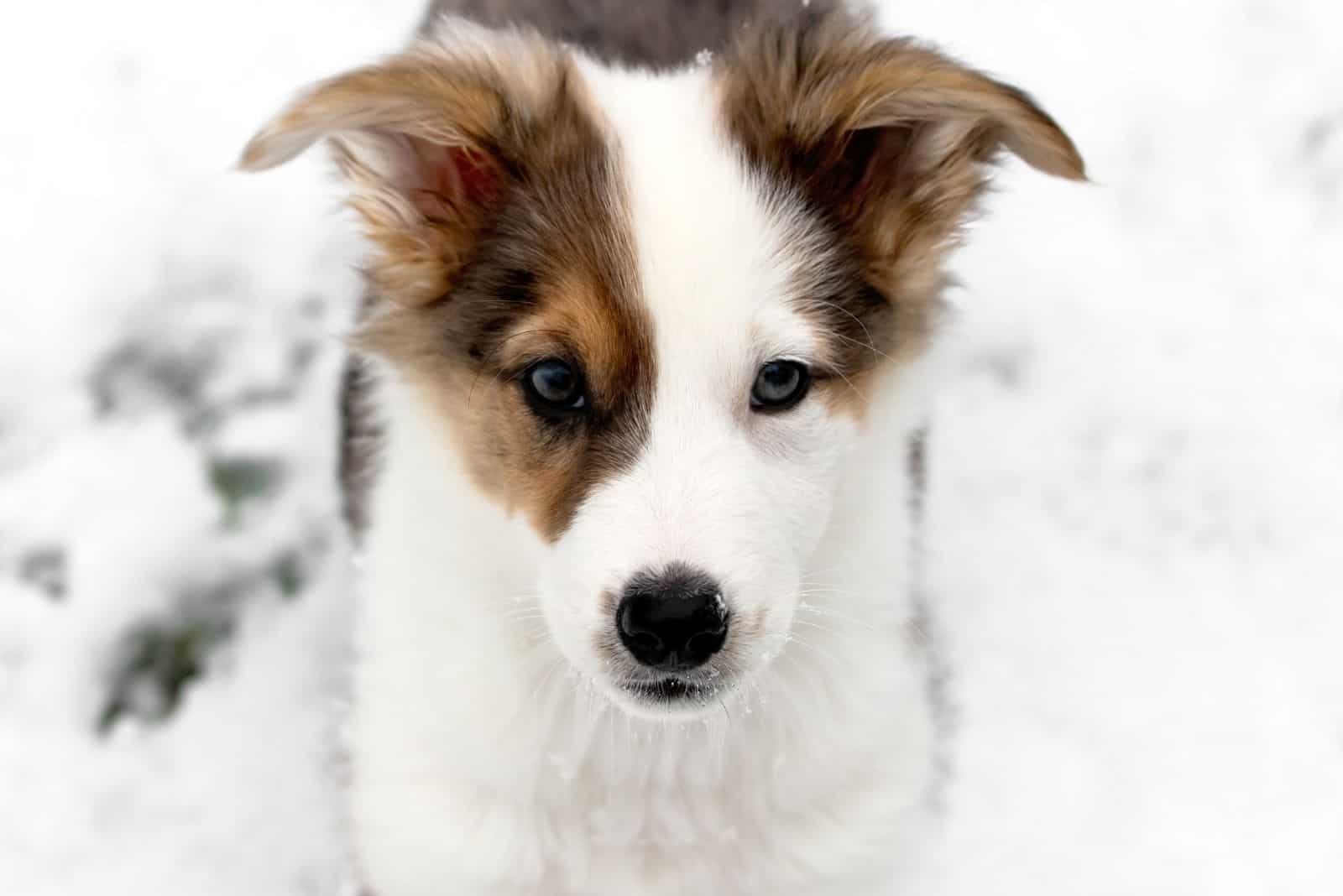 aussie mix dog puppy standing in the snow